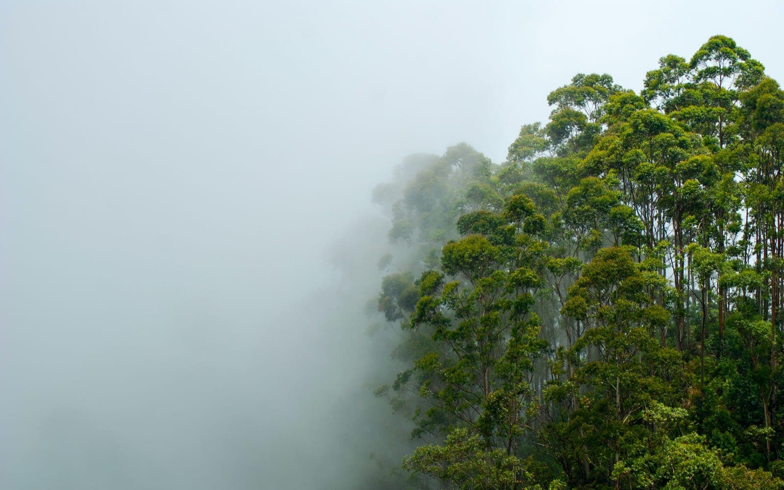 Ceylon Tea: How a Blight Made the Hill Country